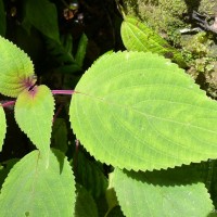 Coleus kanneliyensis L.H.Cramer & S. Balas.